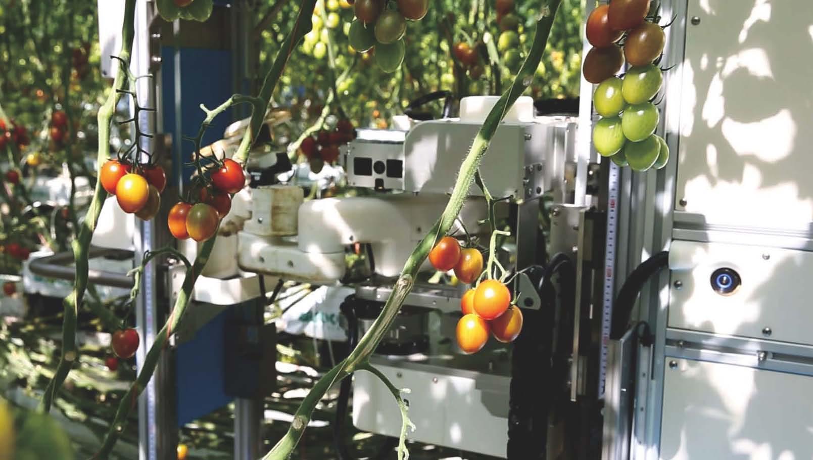 Panasonic создала «умного» робота-собирателя томатов на ферме