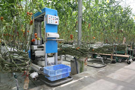 Panasonic создала «умного» робота-собирателя томатов на ферме