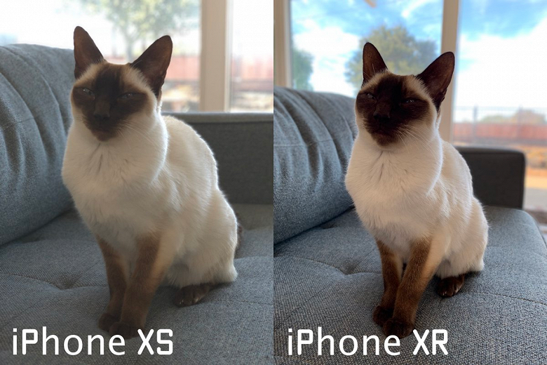 За $5,99 новый IPhone XR сможет делать портретные снимки животных‍